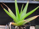 Aloe natalensis