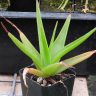 Aloe natalensis
